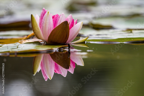 single beautiful pink waterlily blooming in the pond surrounded by big green leaves with reflection on the water surface