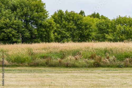 open field in the park with long grown grasses and green trees in the background on an over cast day