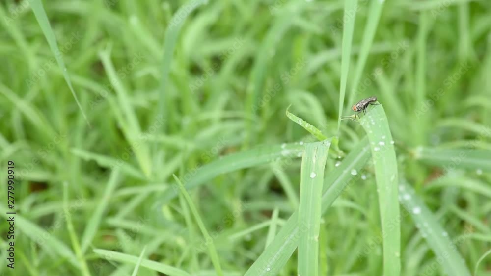 The flies on the grass with water droplets of rain. The flies on the grass with water droplets of rain.