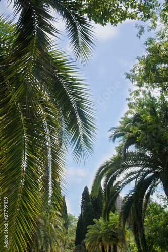south park palm tree branch cypress trees sky rest south blue sky