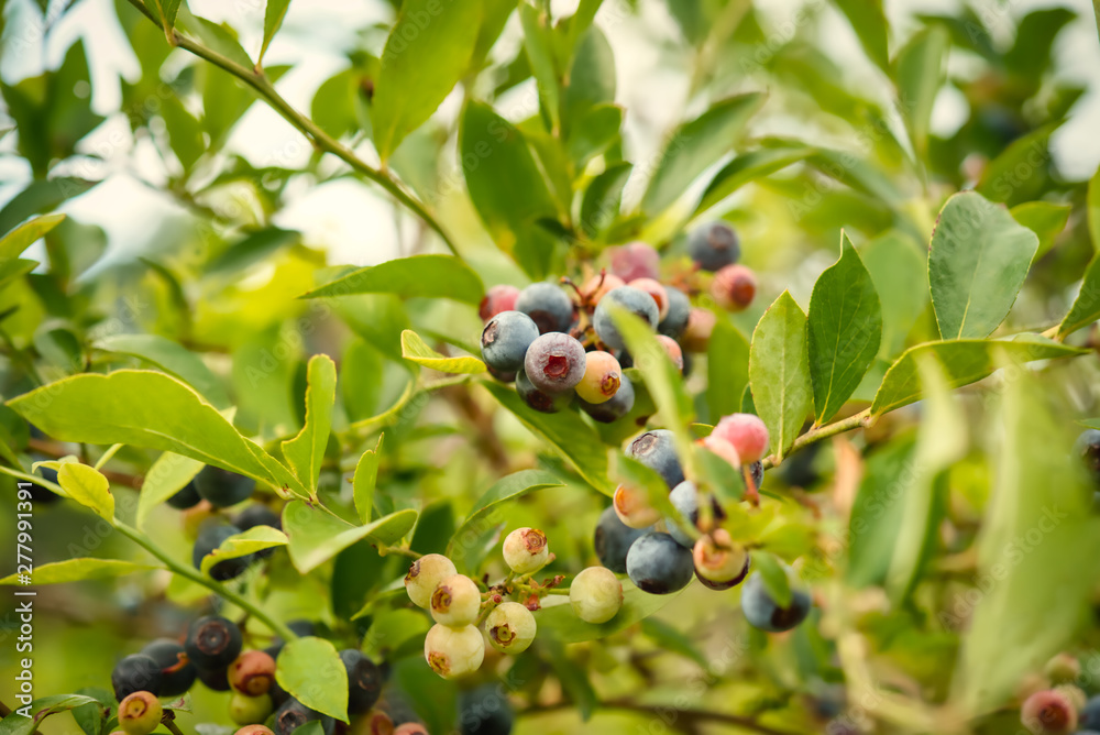 Ripe blueberries on the bush ready for picking. Ripe blueberries on the bush ready for picking.