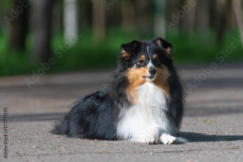 Beautiful Sheltie Scottish Sheepdog walks and performs dog training stunts in the park