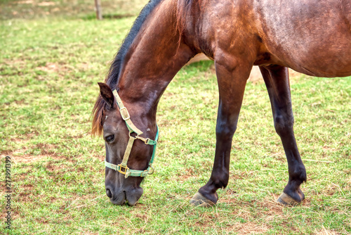 A beautiful brown horse grazing in a pasture.
