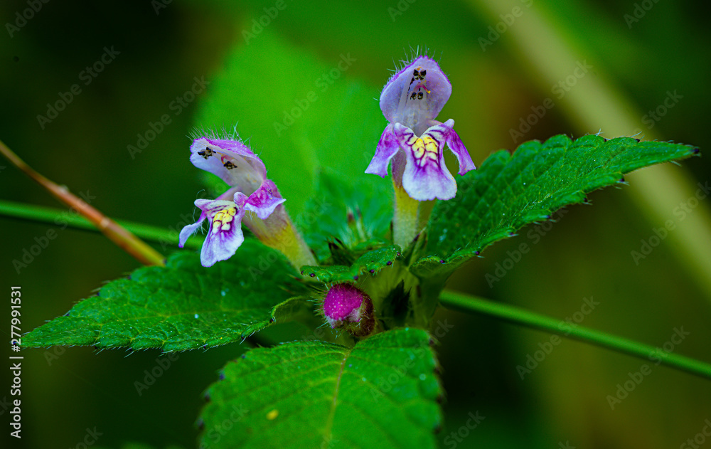 Flowers kwiaty Flowers kwiaty