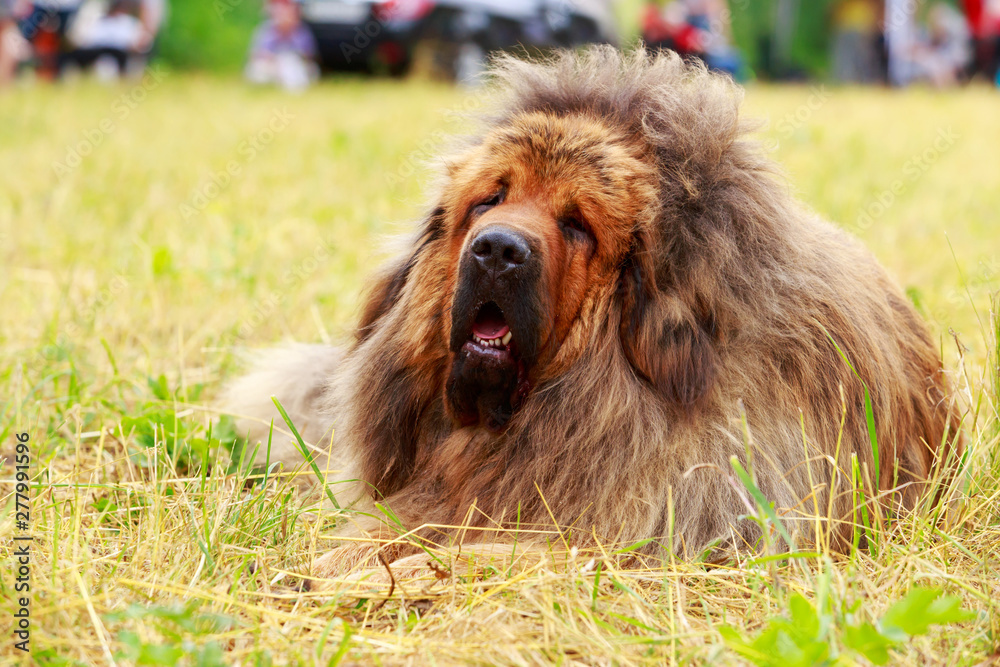 Fototapeta premium Dog breed Tibetan mastiff