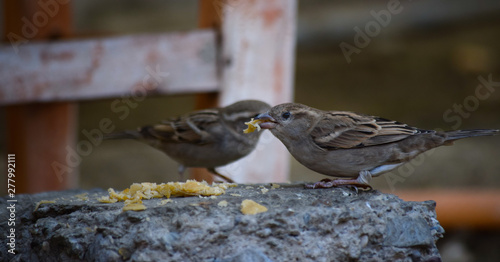 Asian street Sparrow birds feeding, animal in city