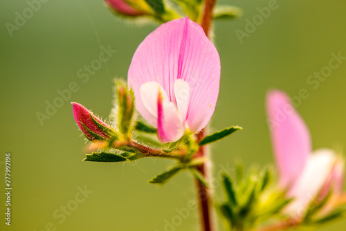 Spiny Restharrow  medicinal plant with flower