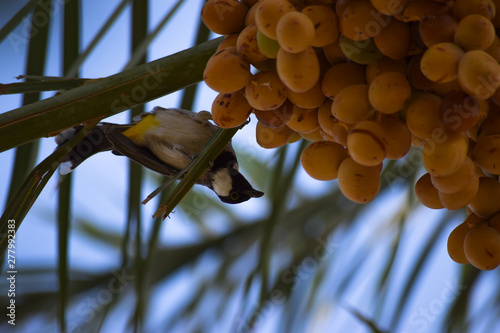 Bulbul bird feeding on sweet fruit dates wildlife animal photo