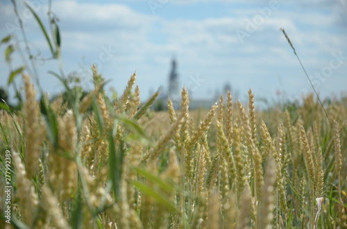 Wheat closeup. Wheat field. Background of ripening ears of wheat. Harvest and food concept.