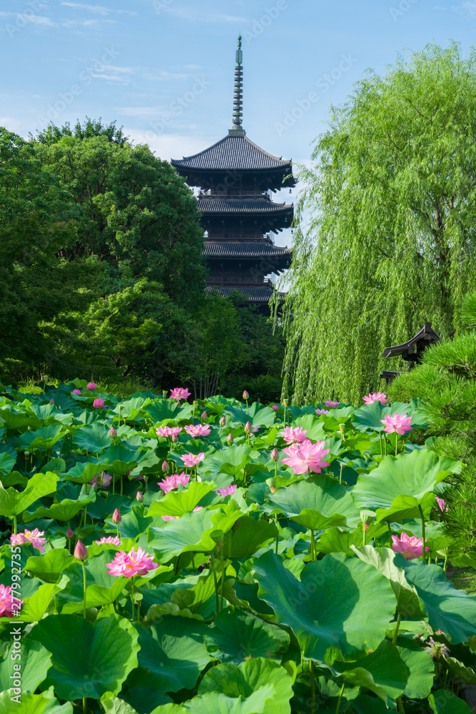 京都東寺の五重塔と蓮の花夏stock Photo Adobe Stock
