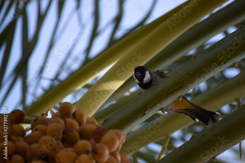 Asian black male bulbul on dates fruit tree, wild animal bird close up photo