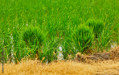 Natures gift and grown with the help of Farmers. photo