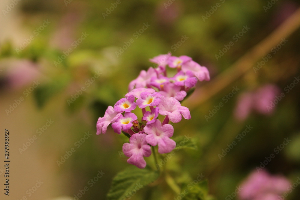 Indian Purple Flower Indian Purple Flower