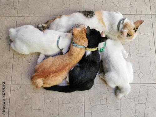 Foto Cat​ mommy​ and​ her​ kitten​s​ are​ sucking milk
