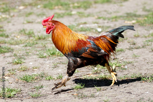 The dwarf cock runs fast. Hurry to work_