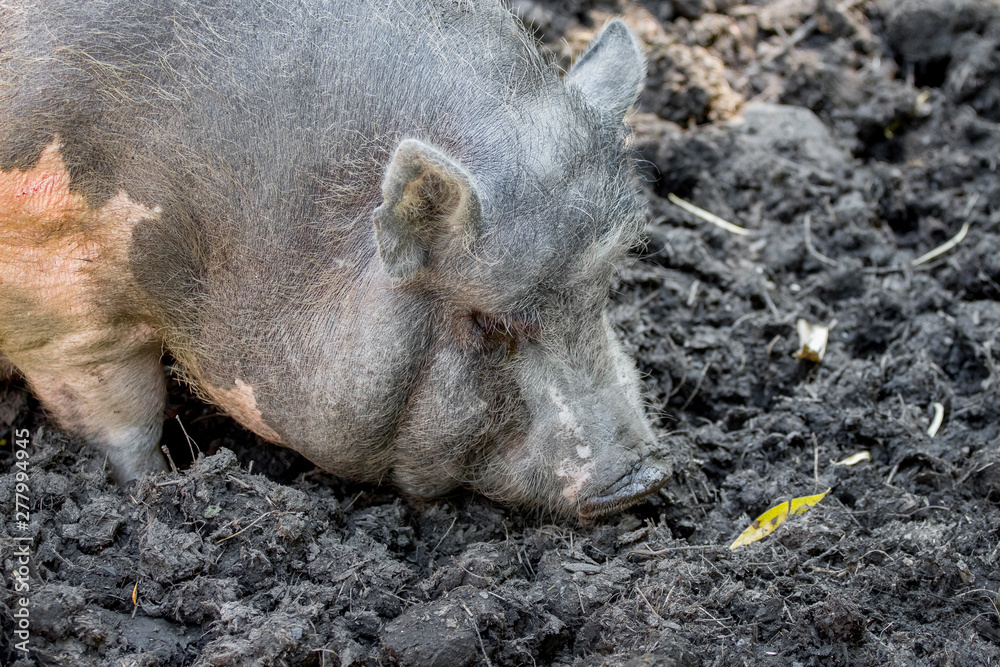 Gray Vietnamese swine in a swamp. Breeding of pigs_ Gray Vietnamese swine in a swamp. Breeding of pigs_