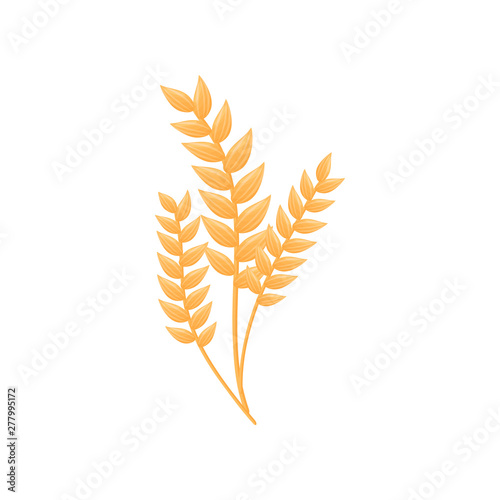 Ripe ears of corn. Vector illustration on white background.