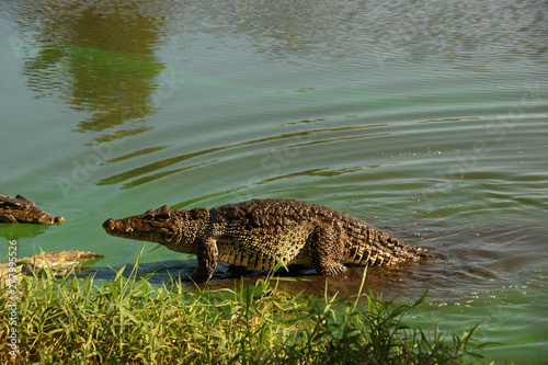 Photography Cuban crocodile (Crocodylus rhombifer). Wild crocodile in water