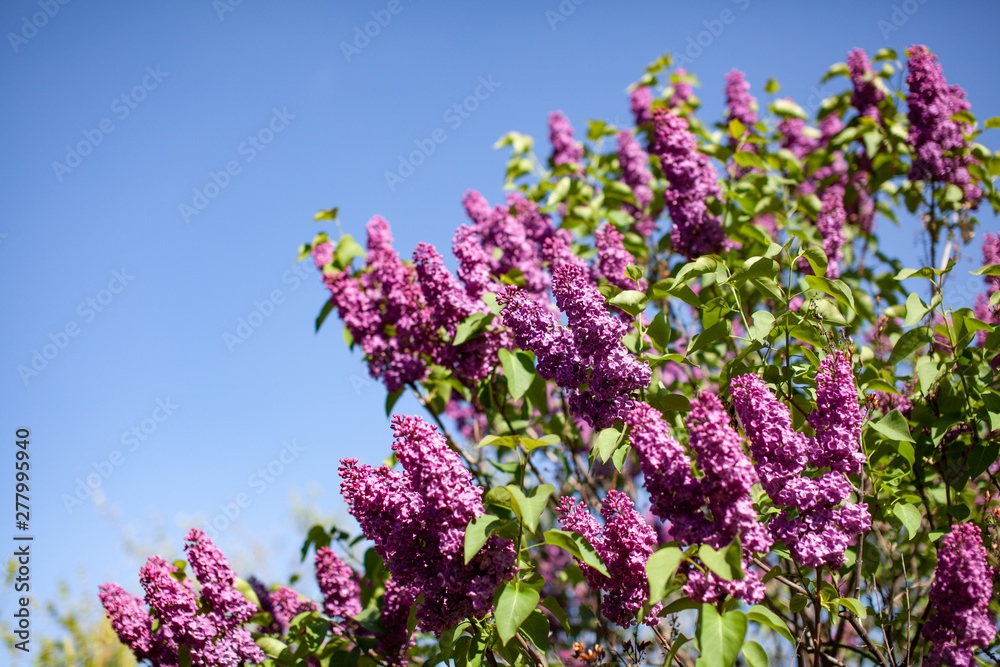 Sunny summer day. Close up veiw of lilac branch. Lilac blooms in the garden. Summertime concept. ..