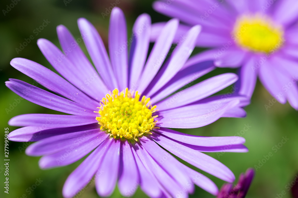 Makro Aufnahme einer Blume