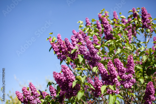 Sunny summer day. Close up veiw of lilac branch. Lilac blooms in the garden. Summertime concept. ..