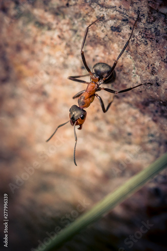 Nahaufnahme einer Ameise © PhotographyByMK