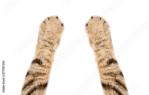 Paws of a cat Scottish Straight, closeup, isolated on white background