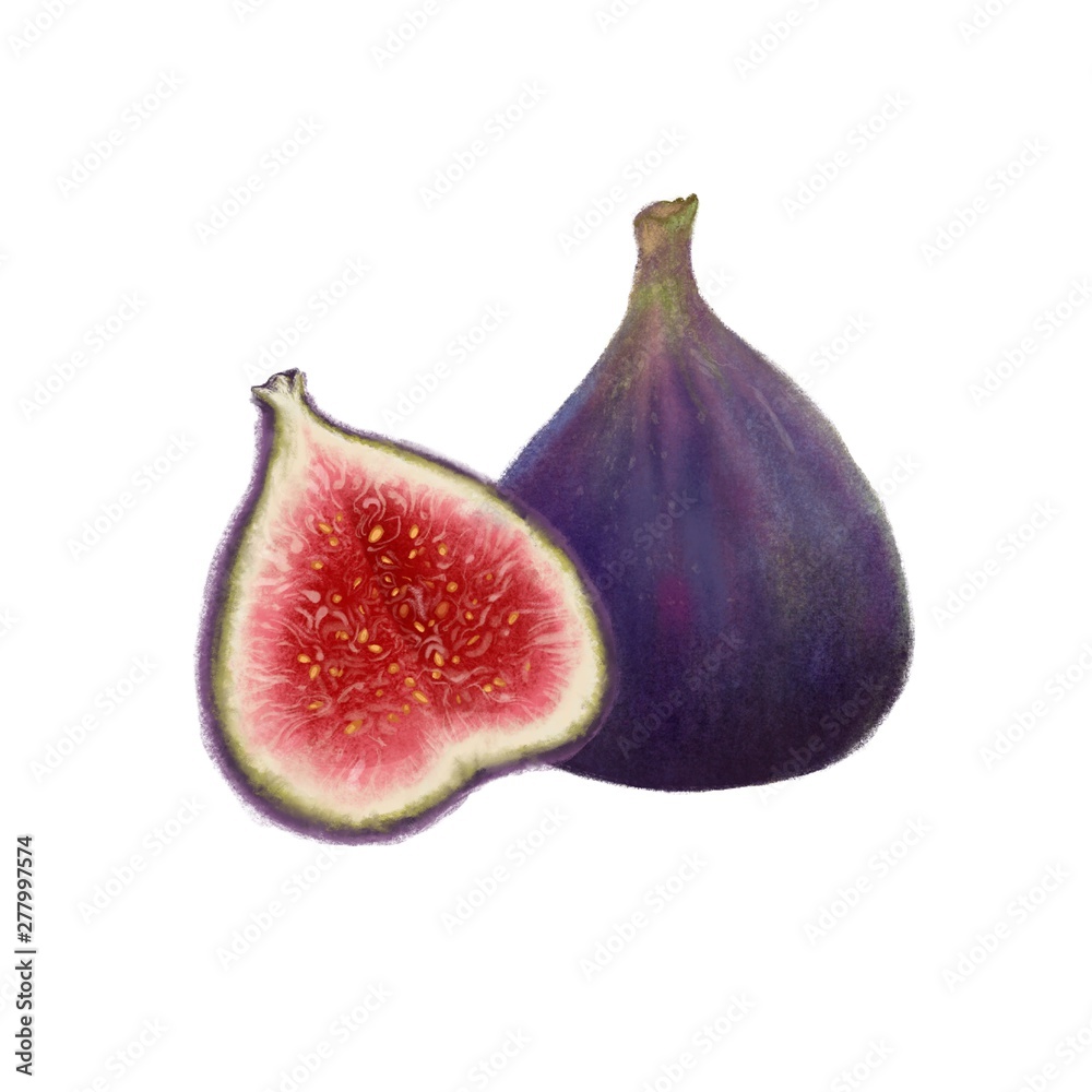 Hand drawn illustration of fig fruit. Realistic clip art of fresh figs on white background Hand drawn illustration of fig fruit. Realistic clip art of fresh figs on white background