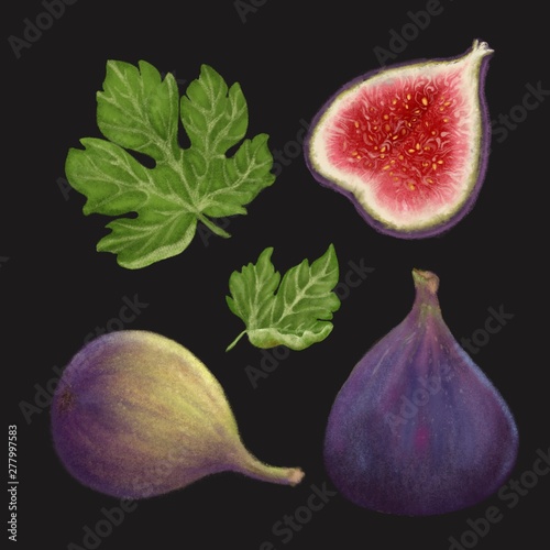 Hand drawn illustration of fig fruit. Realistic clip art of fresh figs on black background  photo