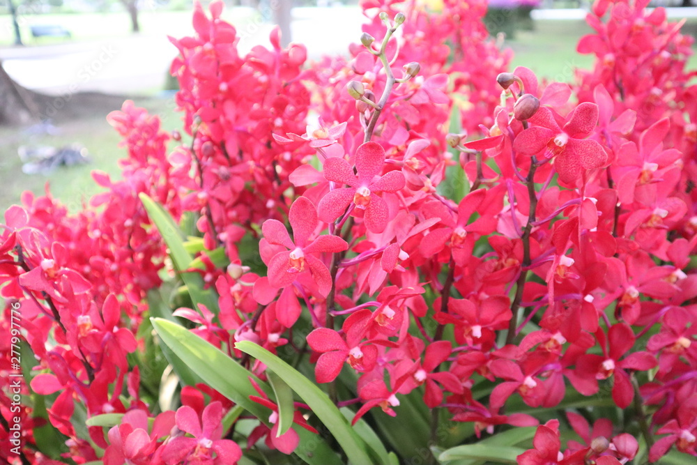 Fototapeta premium Orchid flowers are beautiful and colorful.