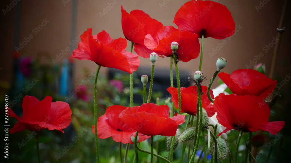 Obraz premium Coqueliquot