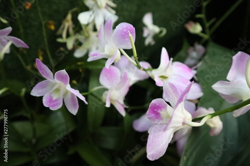 Orchid flowers are beautiful and colorful.