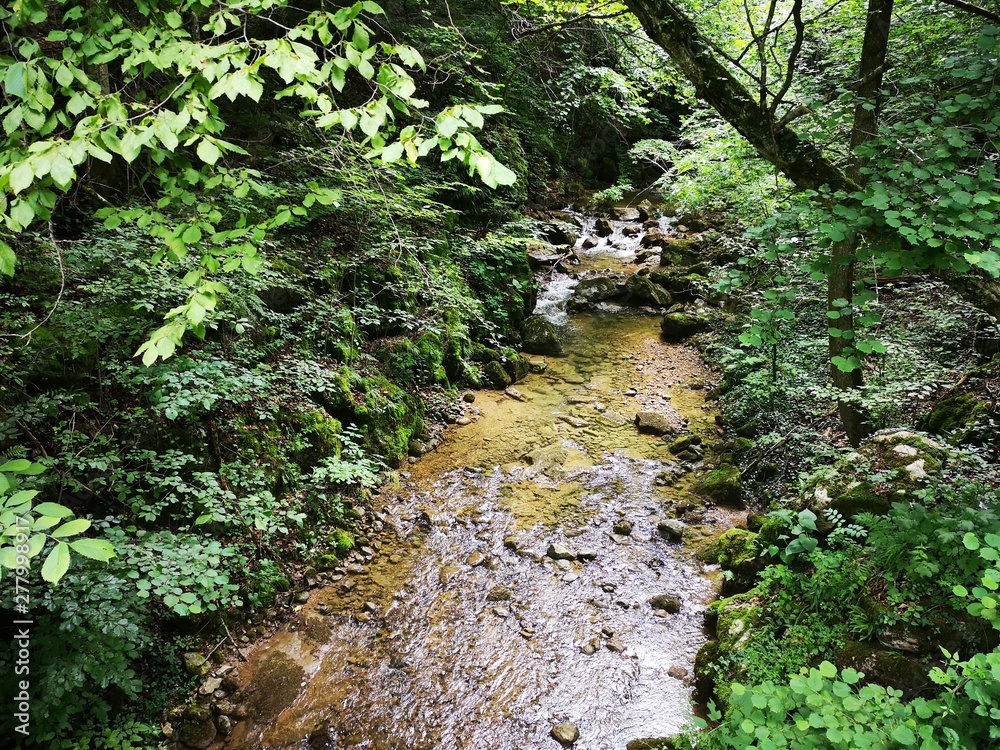 Fototapeta premium Alpen Natur Wald Wildnis