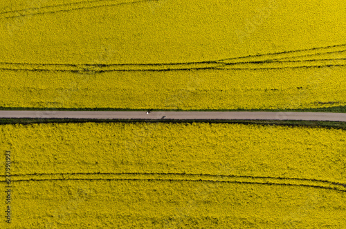 Small road going straight through a canola field in full bloom outside a small village in southern Sweden. Shot from straight above with a drone.