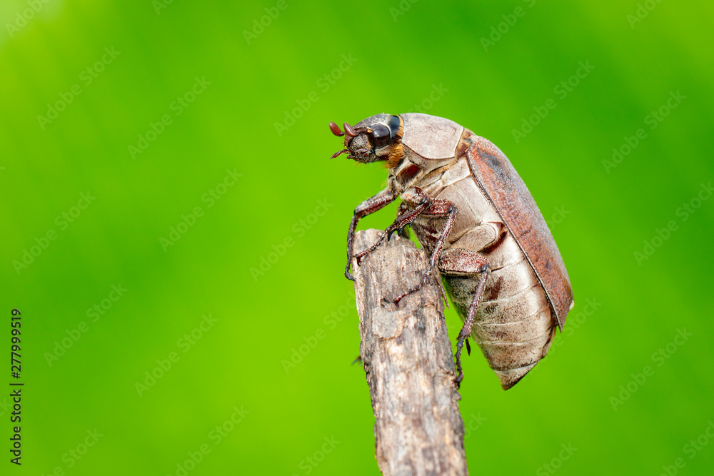 Image of cockchafer (Melolontha melolontha) on a branch on a natural background. Insect. Animals. Image of cockchafer (Melolontha melolontha) on a branch on a natural background. Insect. Animals.