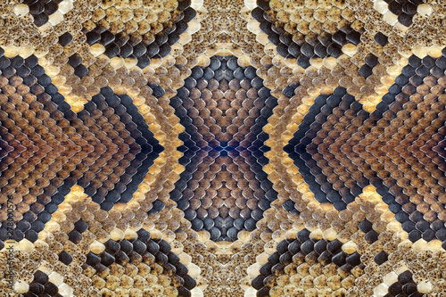 Colorful patterned skins of pythons.