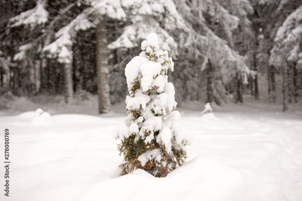 Snowy winter day isolated small tree covered with snow Snowy winter day isolated small tree covered with snow
