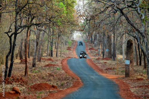 Road from jungle, Tadoba National Park, Chandrapur, Maharashtra, India photo