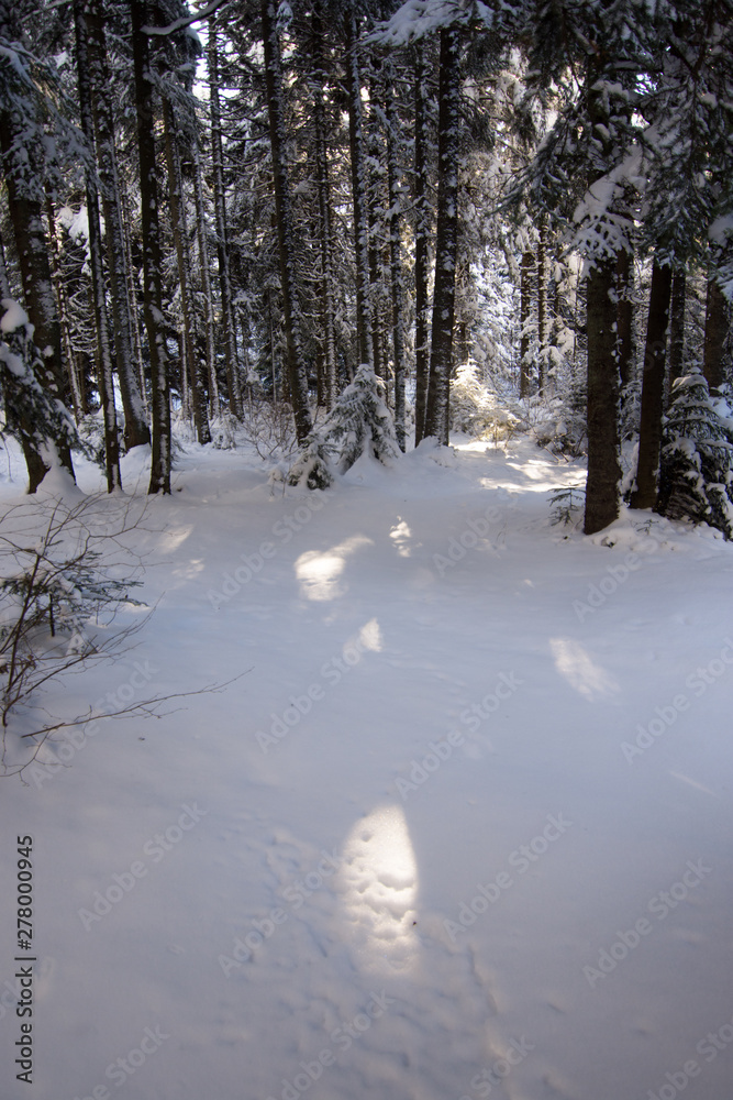 Winter holidays in the woods snow covered ground with sunlight Winter holidays in the woods snow covered ground with sunlight