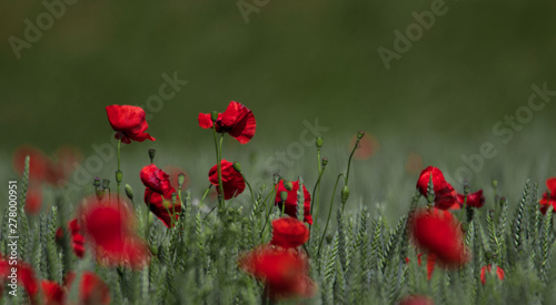 Panorama of poppy flowers in full bloom sticking up through a wheat field in southern Sweden outside the small town of Glumsl  v.