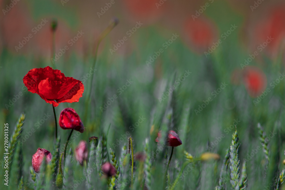 Naklejka premium Lonely poppy flower sticking up in a wheat field in southern Sweden. 