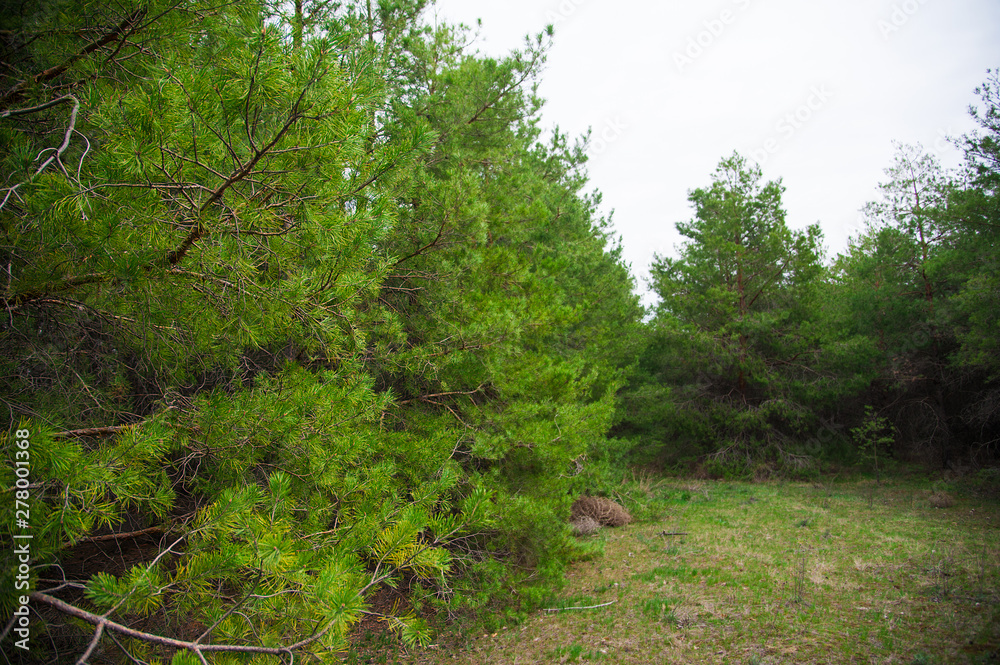 Young pine forest