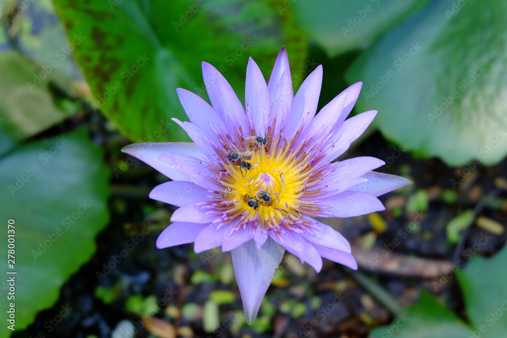Closeup purple lotus flower with bee,natural background or wallpaper concept. Closeup purple lotus flower with bee,natural background or wallpaper concept.