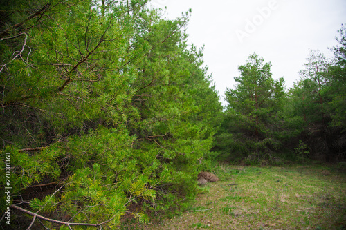 Young pine forest