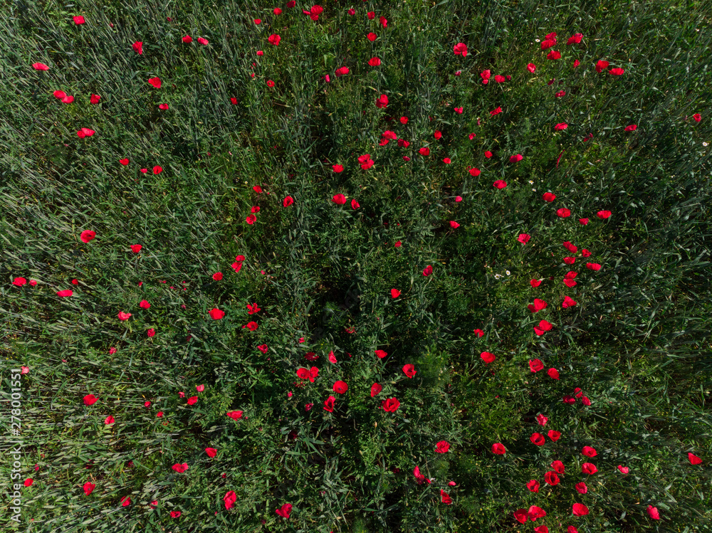 Aerial view of a poppy flowers in a wheat field shot from straight above with a drone in southern Sweden outside the village of Glumslöv. Red flowers on green background. 