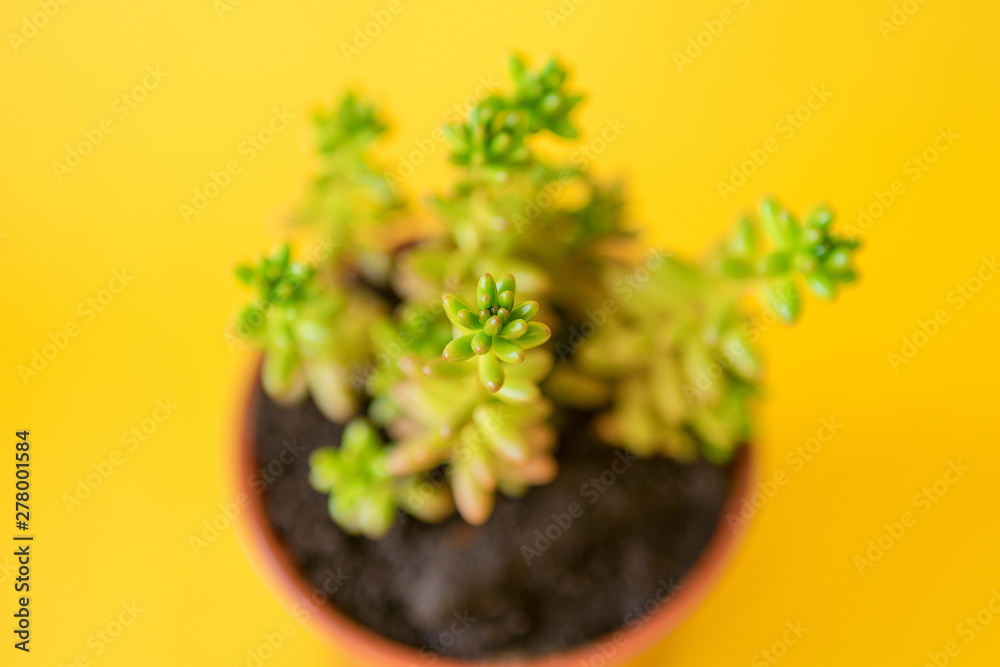 Succulent house plant small sprouts on a yellow background Succulent house plant small sprouts on a yellow background
