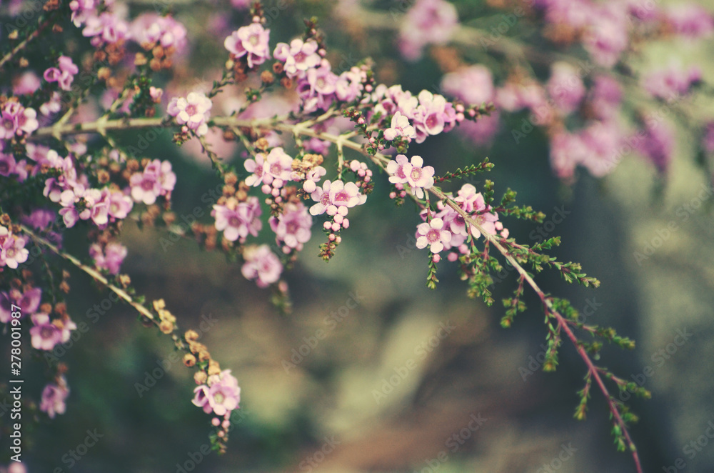 Delicate purple flowers of the Australian native shrub Thryptomene denticulata, family Myrtaceae. Endemic to Western Australia. Winter and spring flowering. Moody retro spring background. Delicate purple flowers of the Australian native shrub Thryptomene denticulata, family Myrtaceae. Endemic to Western Australia. Winter and spring flowering. Moody retro spring background.