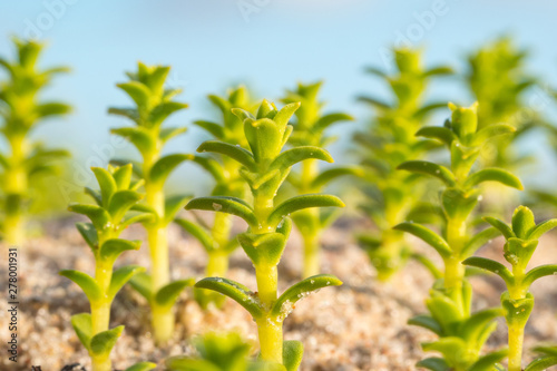 Plants grow in the sand by the sea. The leaves grow symmetrically.