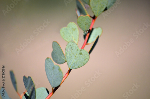 Heart shaped leaves of the Heart-Leaf Mallee, Eucalyptus websteriana, family Myrtaceae. Endemic to Western Australia. Also known as Websters Mallee. photo