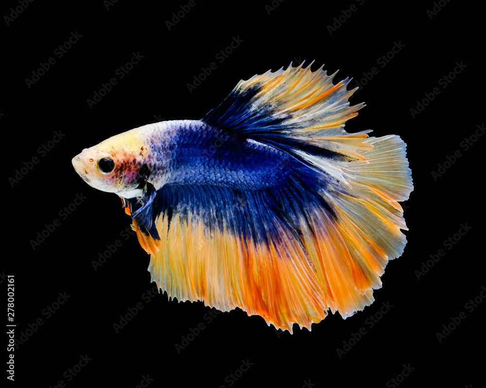 Yellow and blue fish